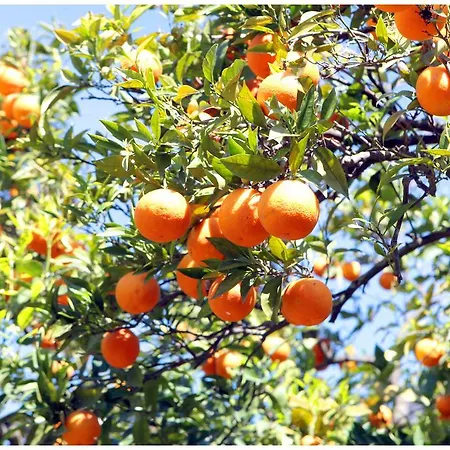 Iside פומפיי